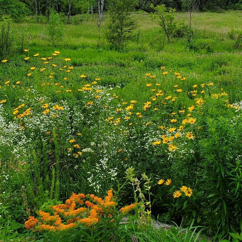 By replacing traditional grass with native species, homeowners can significantly reduce the time and money spent on lawn maintenance.