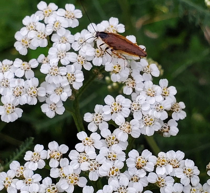 By replacing traditional grass with native species, homeowners can significantly reduce the time and money spent on lawn maintenance.