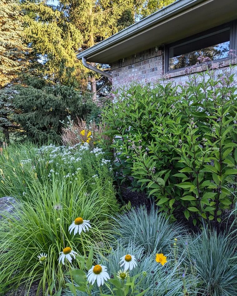 Turning lawns into native plant galleries is not only beautiful — these species require less oversight than traditional garden plants too.