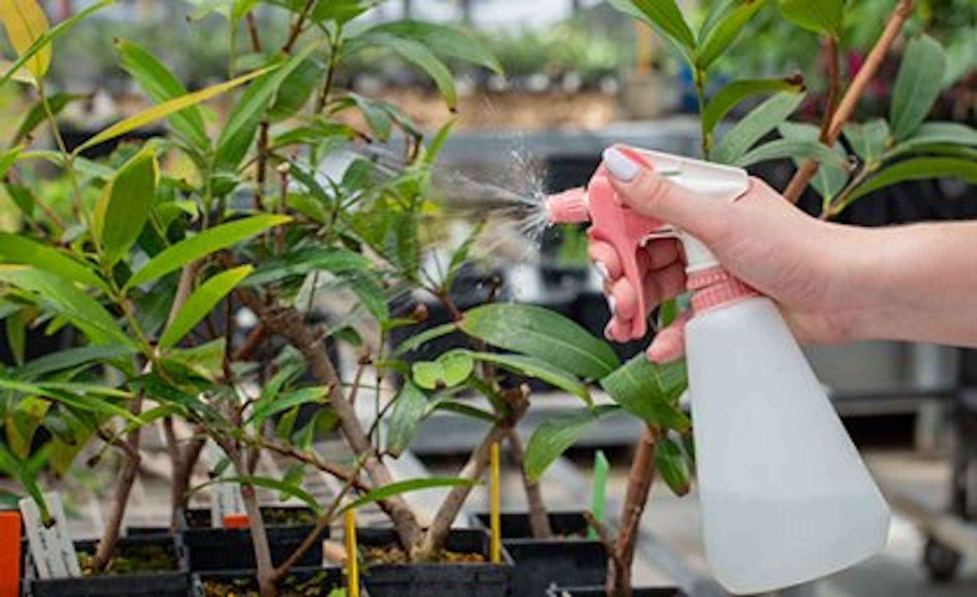 "It's not always a silver bullet, but we work in partnership with a lot of other scientists developing great management techniques for the pathogen."