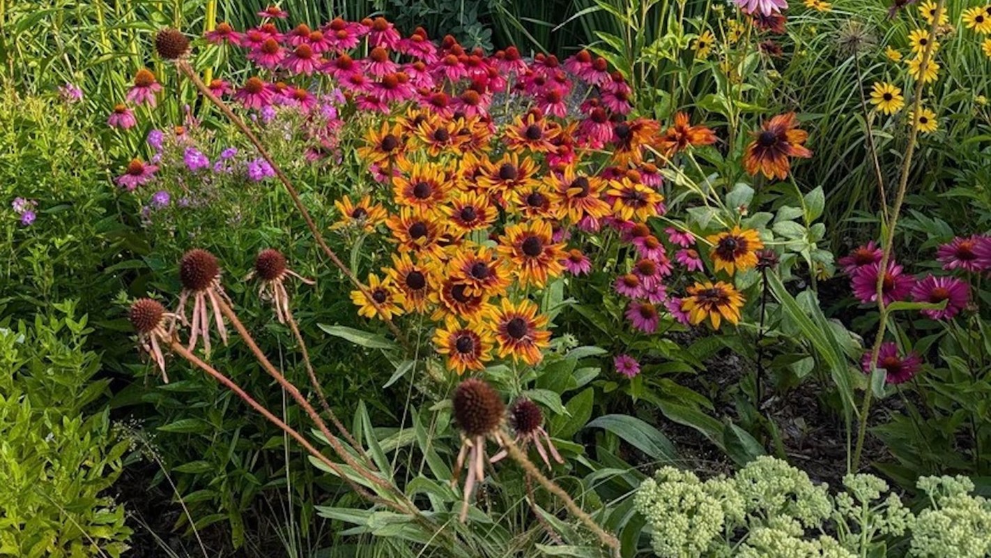 Turning lawns into native plant galleries is not only beautiful — these species require less oversight than traditional garden plants too.