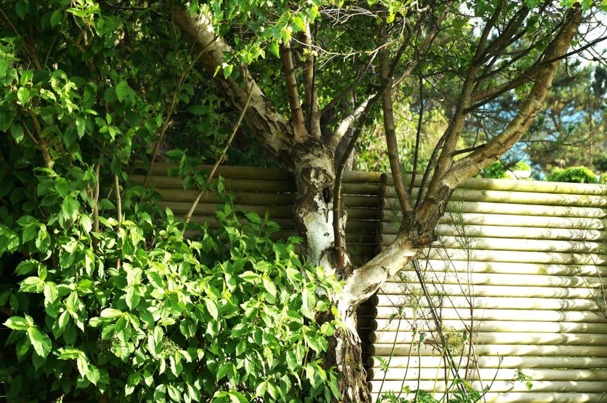 Neighbor disputes over trees and plants are unfortunately all too common, especially when the tree branches overhang the fence.