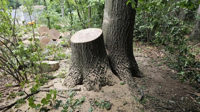 "Neighbor had no idea where the property lines are."