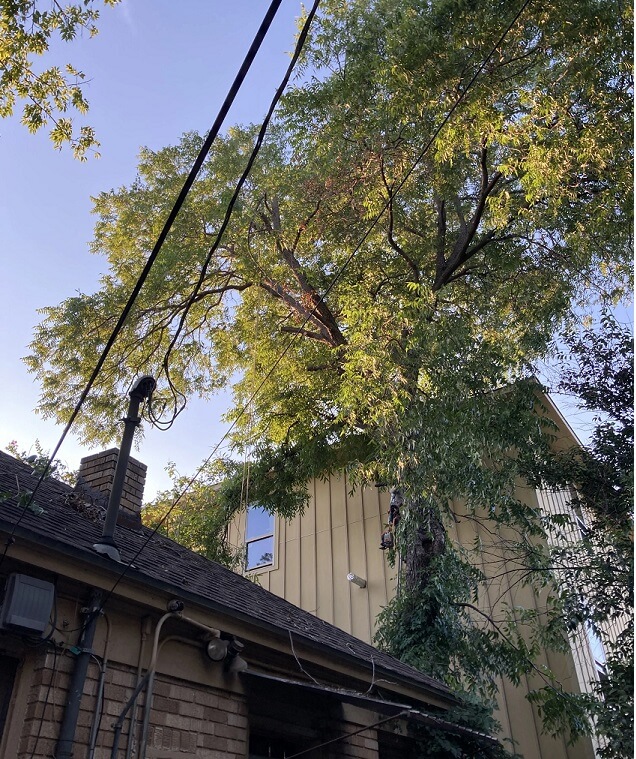 "They had already cut down several large branches that were hanging over the roof of my property."