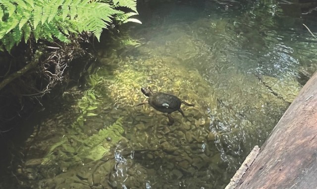 The San Francisco Zoo and some other wildlife organizations are working diligently to rescue and revive their populations.