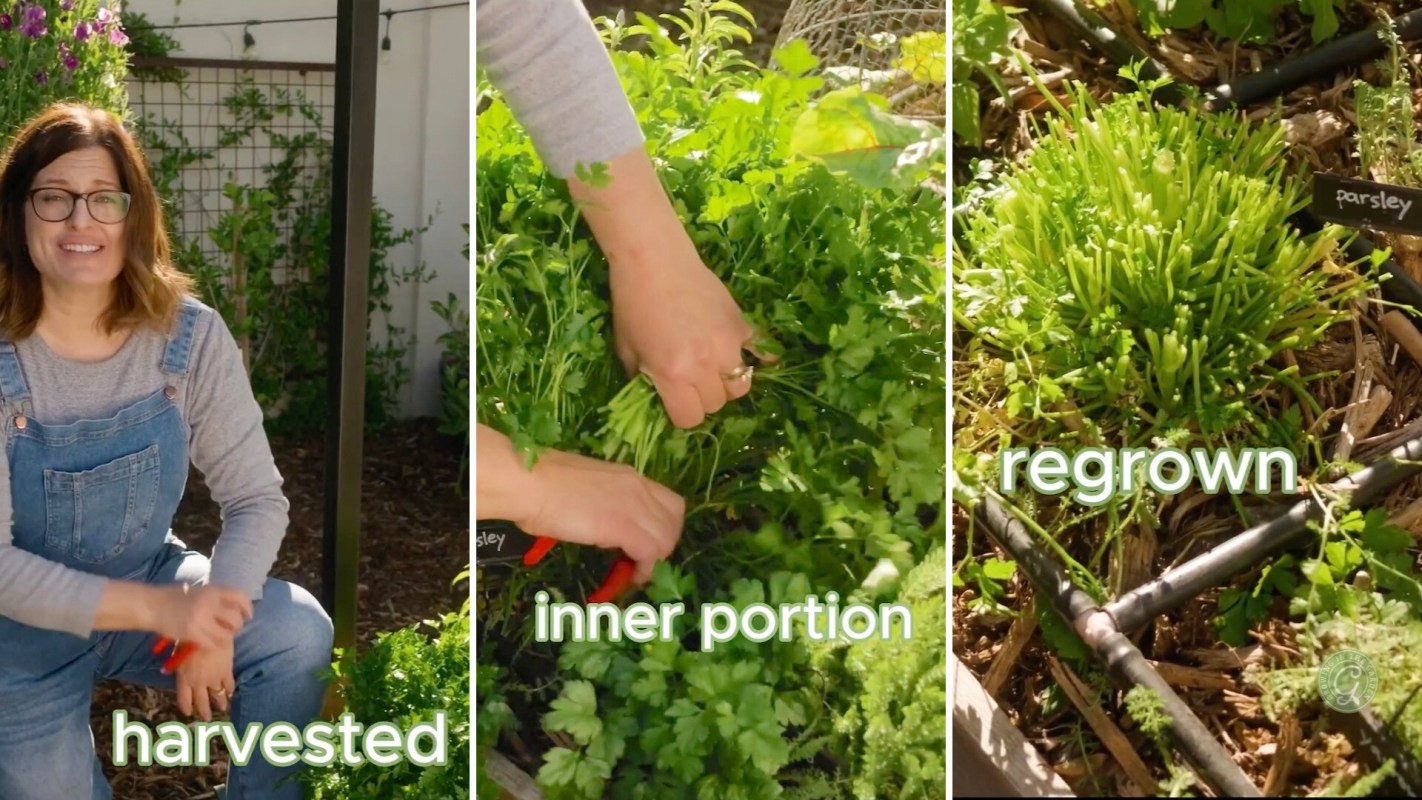 By using this easy technique, you'll be well on your way to having a thriving herb garden.