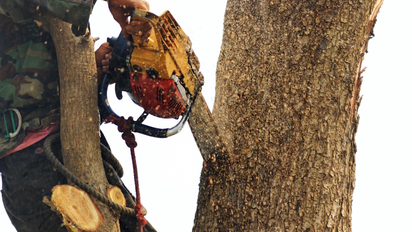 "They had already cut off several large branches that were hanging over the roof of my property."