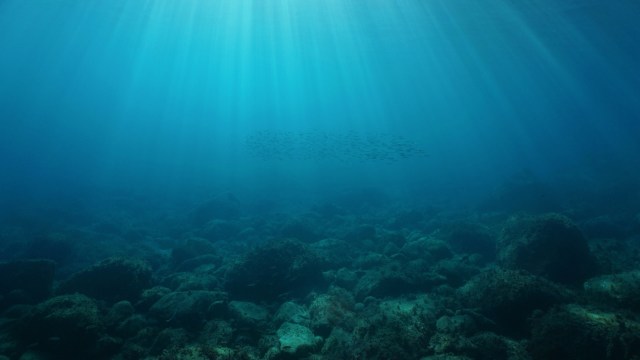 "The impact of plastic pollution is growing even in parts of the deep ocean never seen by humans."