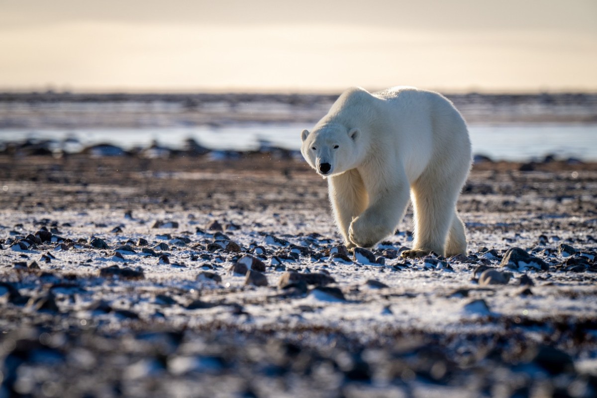 Polar bears are important top predators that help keep their ecosystem in balance.