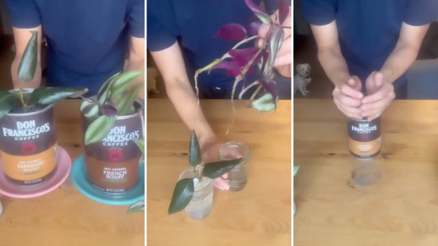 Buying houseplants can quickly get expensive, but this great hack will enable you to keep money in your wallet.