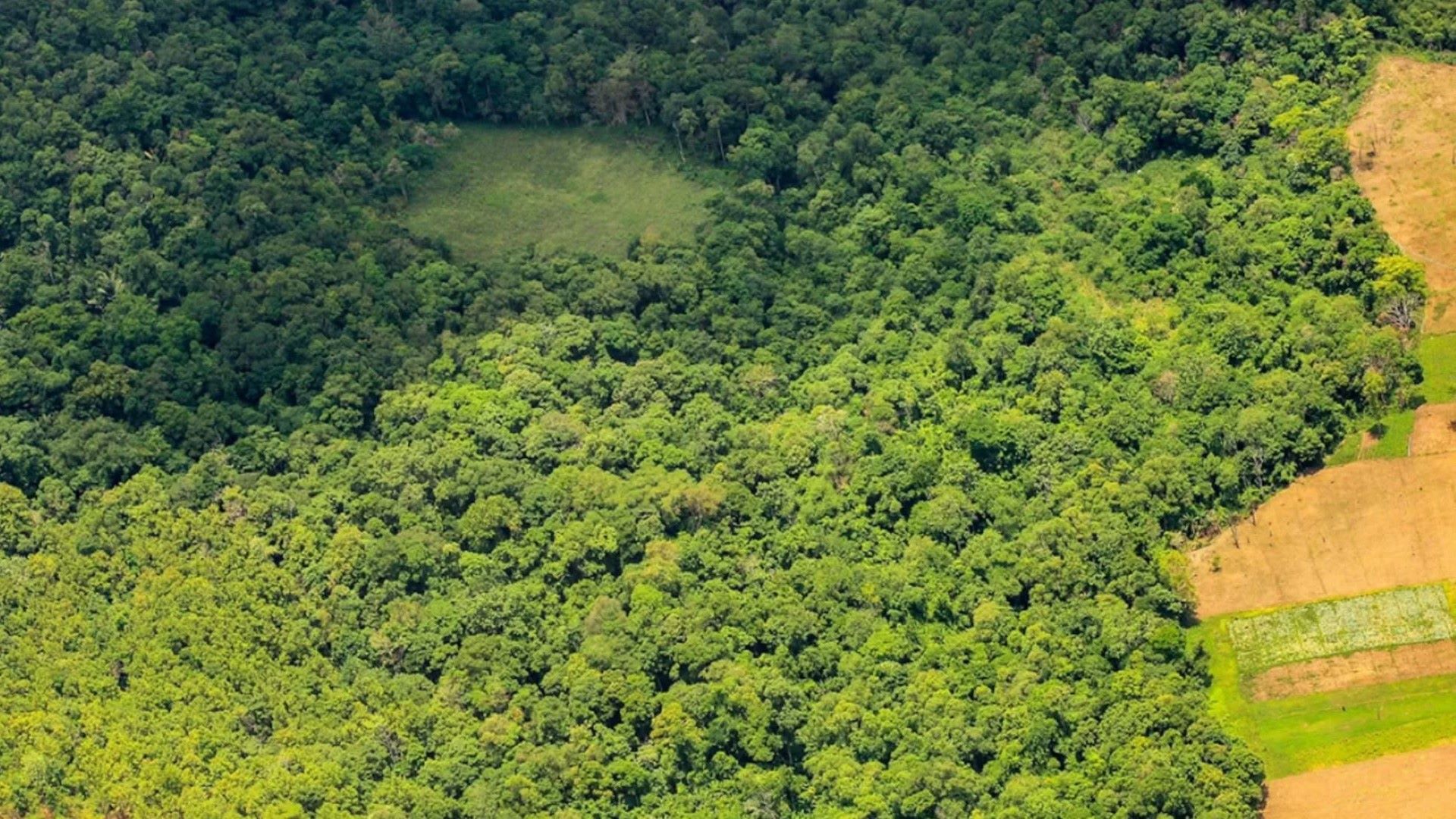 Preserving Brazil's Amazon rainforest is crucial for protecting the region's biodiversity.