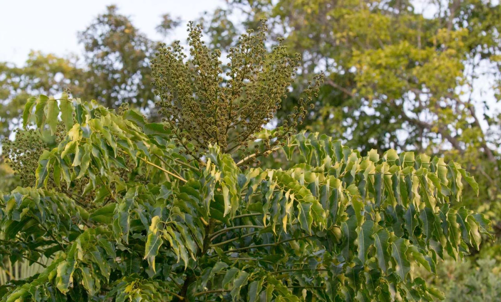 "Very invasive, and their root system extends to Narnia."