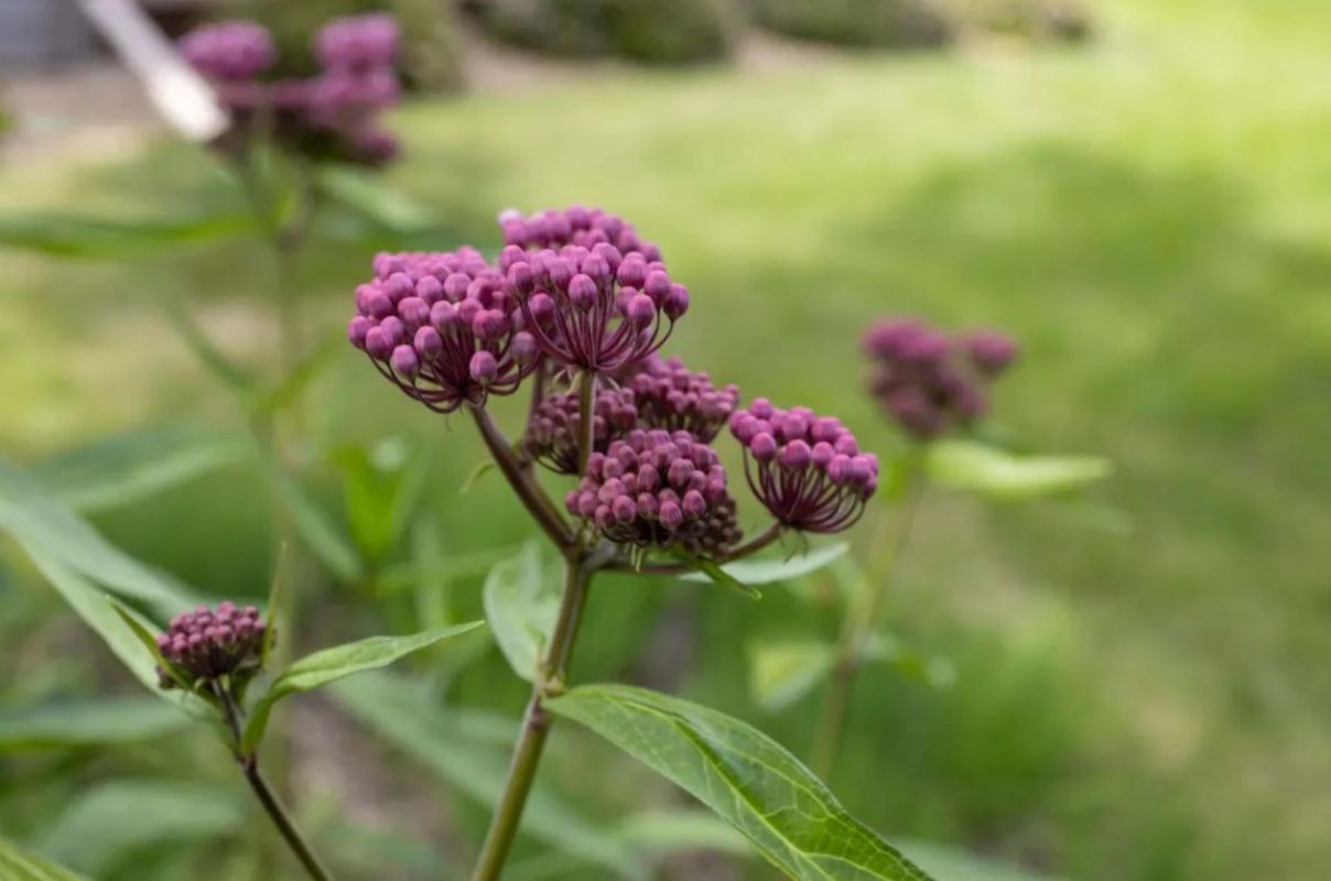 This native plant garden is blooming with colorful flowers and tall grasses.