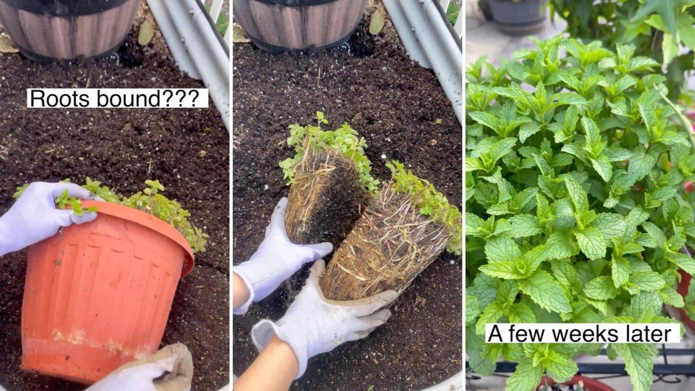 By using this hack to revive struggling plants, you'll save money on replacements and reduce waste.