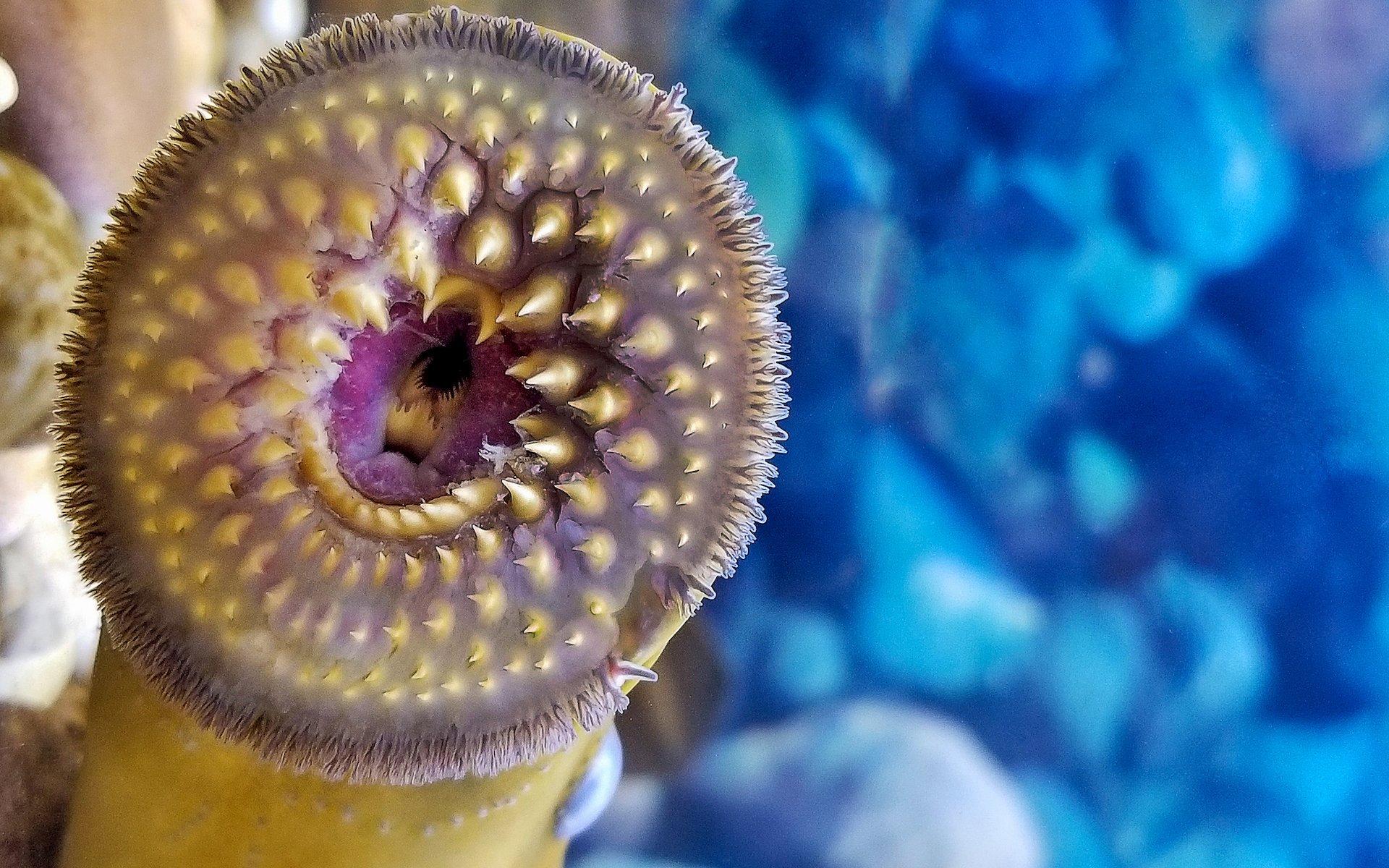 "Here, we demonstrate for the first time ... that a small population of sea lamprey ... can be controlled by the release of sterilized males."