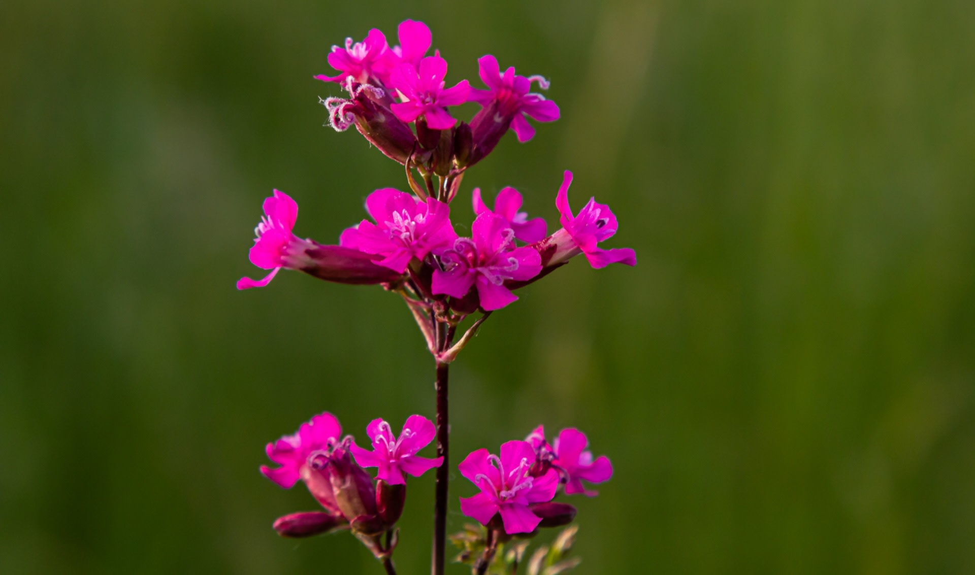 "We were blown away by the willingness of so many people and organisations to help us count the number of plants up in the crags."