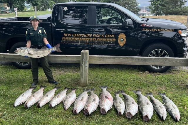 The poacher admitted he planned to sell his catch under a permit in Massachusetts, where he could have fetched $1,600 for the 400 pounds of fish.