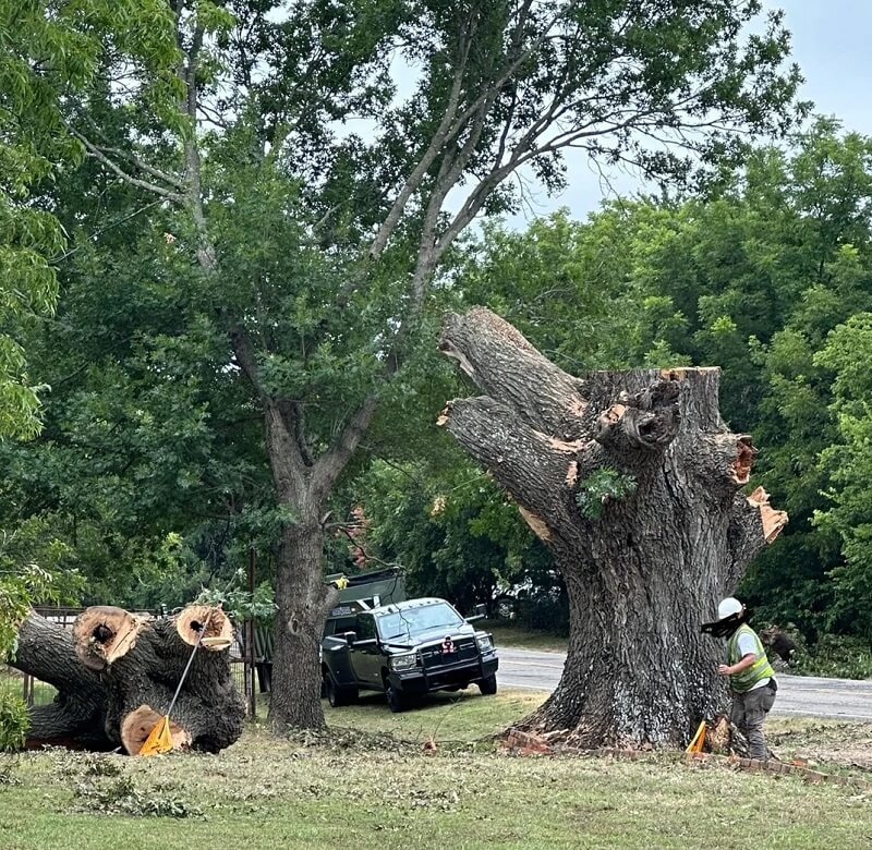 "No one consulted a professional arborist."