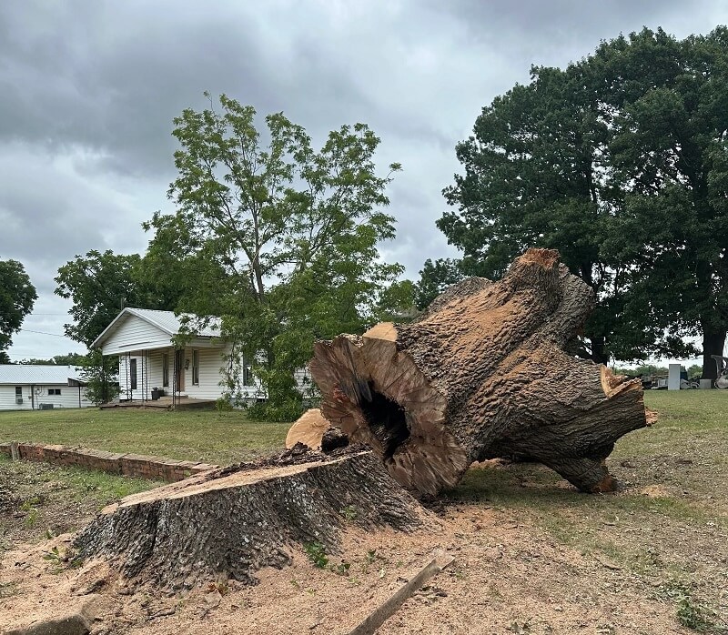 "No one consulted a professional arborist."