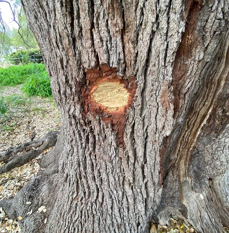 "You should probably notify Austin parks and recreation so a plan can be made to carefully give the tree the attention it now needs."