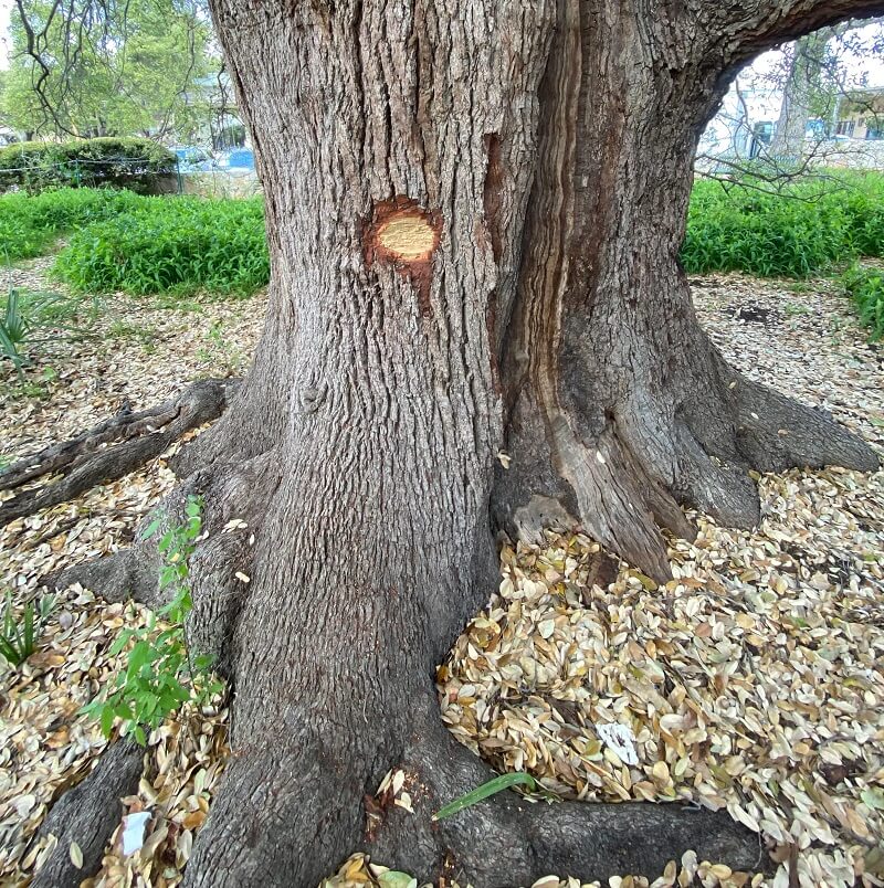 "You should probably notify Austin parks and recreation so a plan can be made to carefully give the tree the attention it now needs."