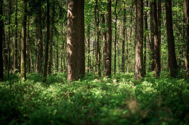 "People view plants as things rather than organisms or beings."