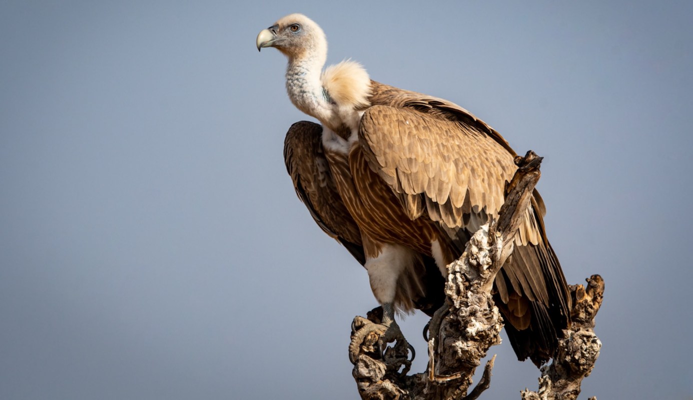 This is just one example of the unintended consequences of the loss of wildlife.