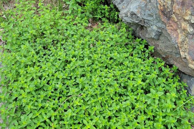 "New neighbor cut down my wildflower garden on my yard."