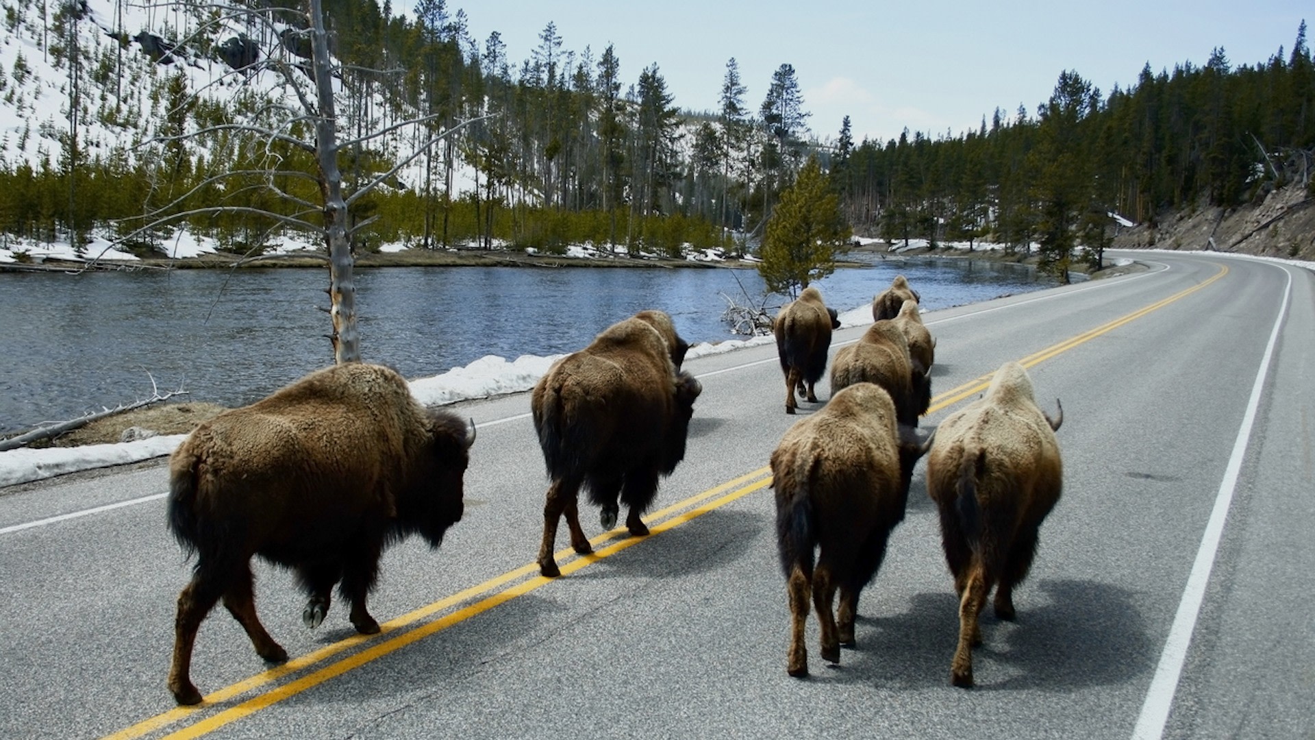 "I am glad to work across the aisle to better conserve, restore, and enhance habitat connectivity and migration routes across the nation."