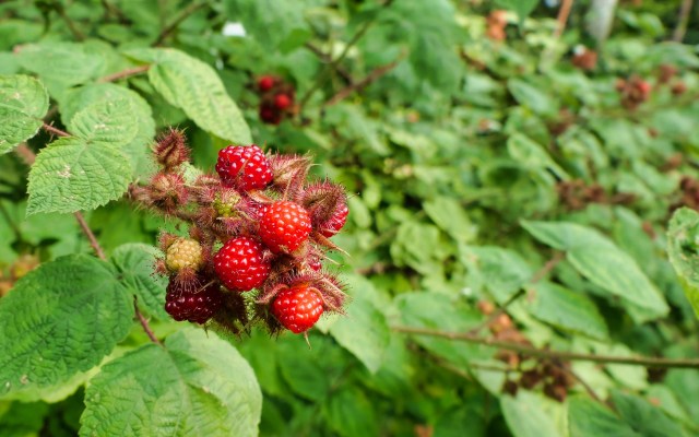 "They form dense thickets of vegetation that can choke out native plants."