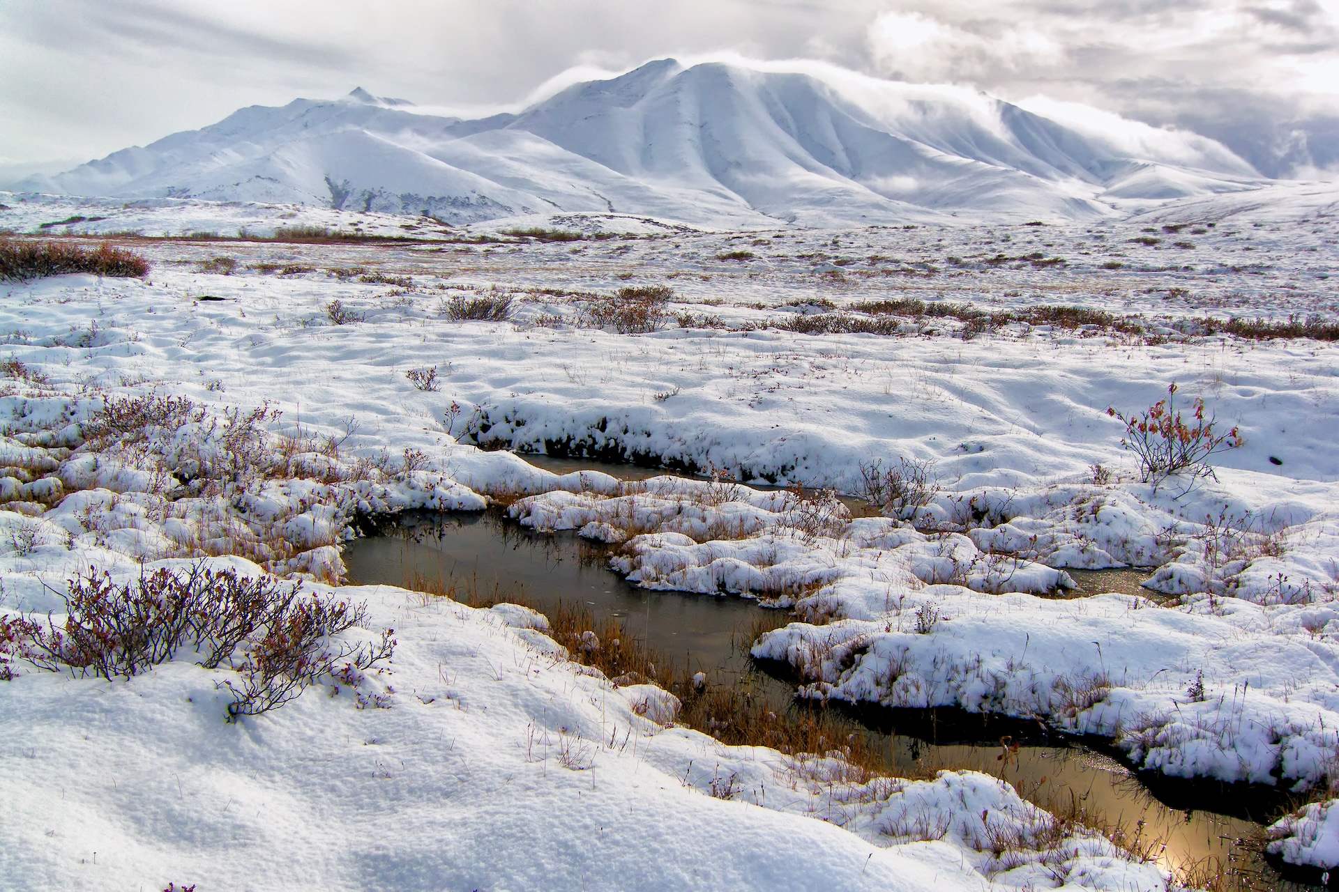 The National Wildlife Federation also said roughly 30% of their habitat in the contiguous United States is projected to "be gone" in the next 30 years.