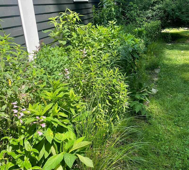 The tenant noted that the landlords were very supportive of the garden and even reimbursed them for the compost and many of the plants.