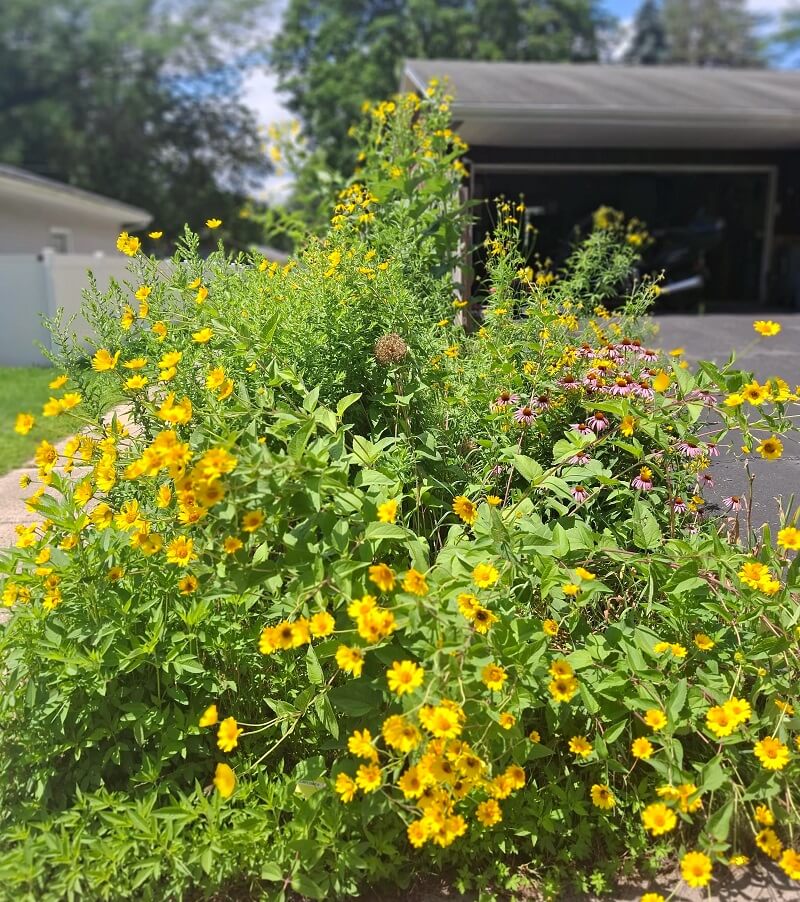 Switching to a native plant lawn can bring numerous benefits for homeowners and the environment.