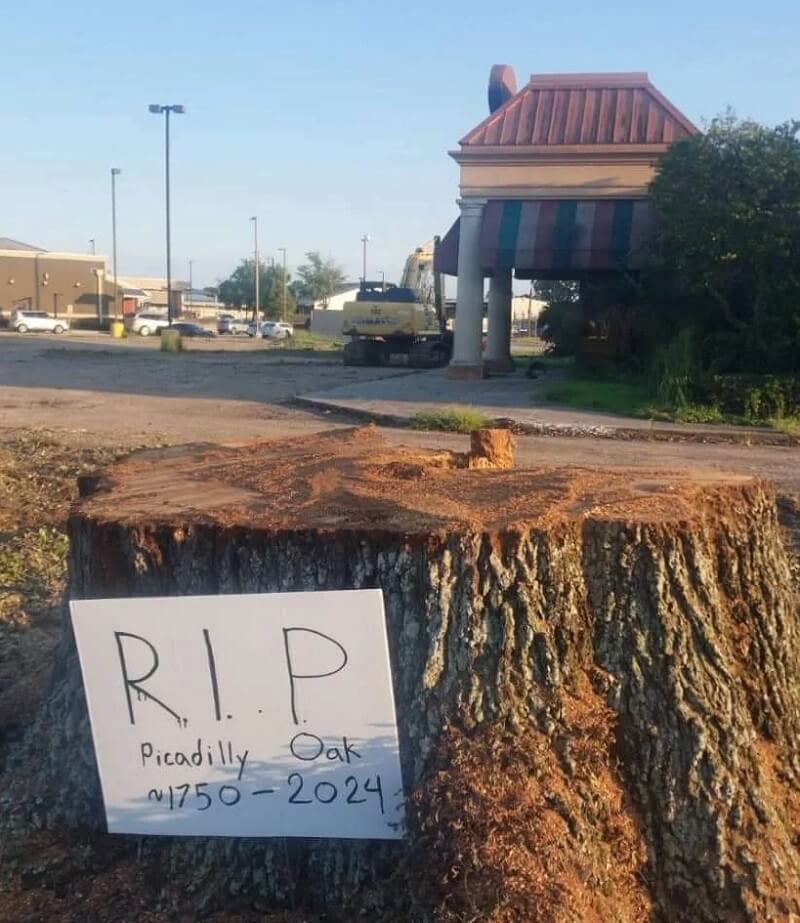 "The tree was a registered historic landmark but there was no specific ordinance protecting it."