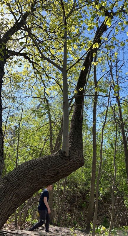 "Sounds like the HOA president is the problem, not the tree."