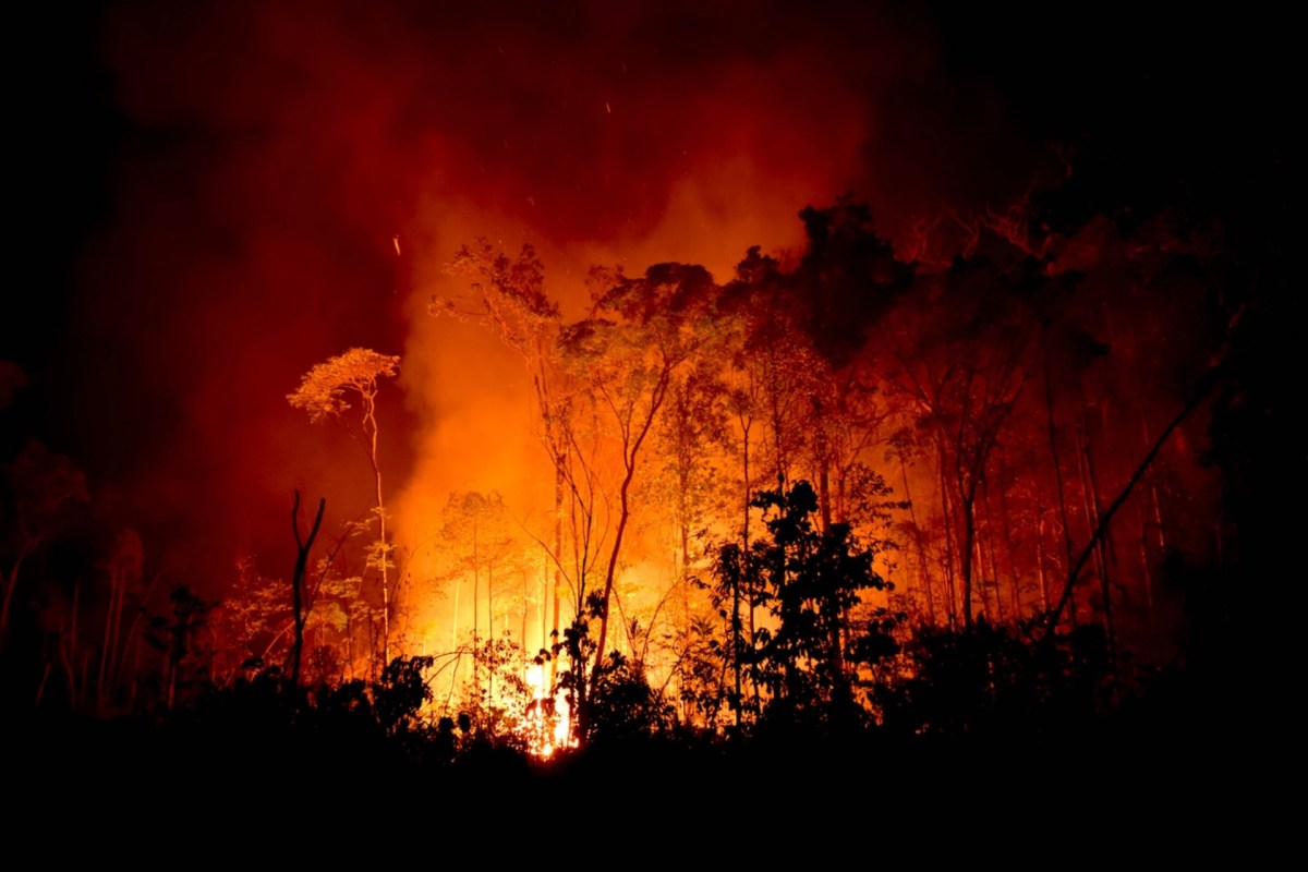 This has been a difficult year for the Pantanal, a region that encompasses the world's largest tropical wetland area.