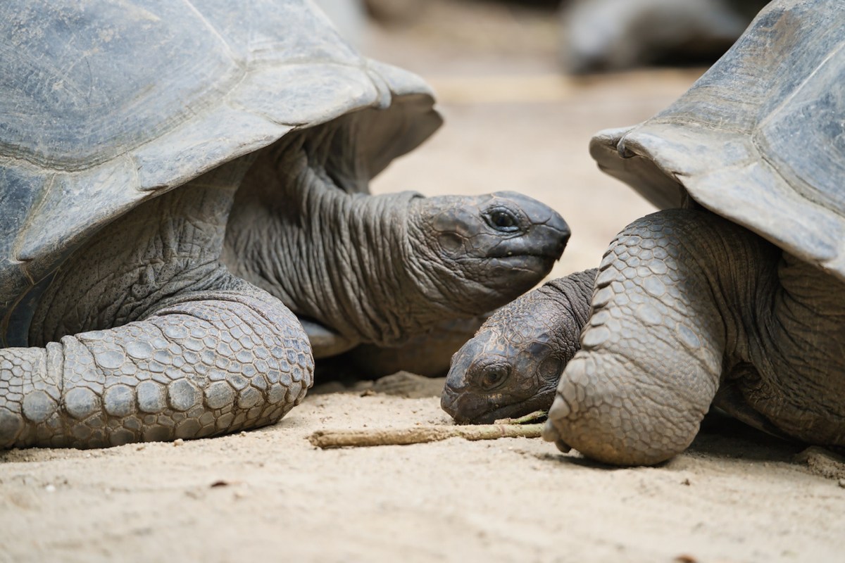 The biodiverse atoll is also home to more than 400 native plants and animals.