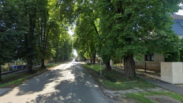 "I imagine practically speaking those trees provided lots of shade to the sidewalks and houses."