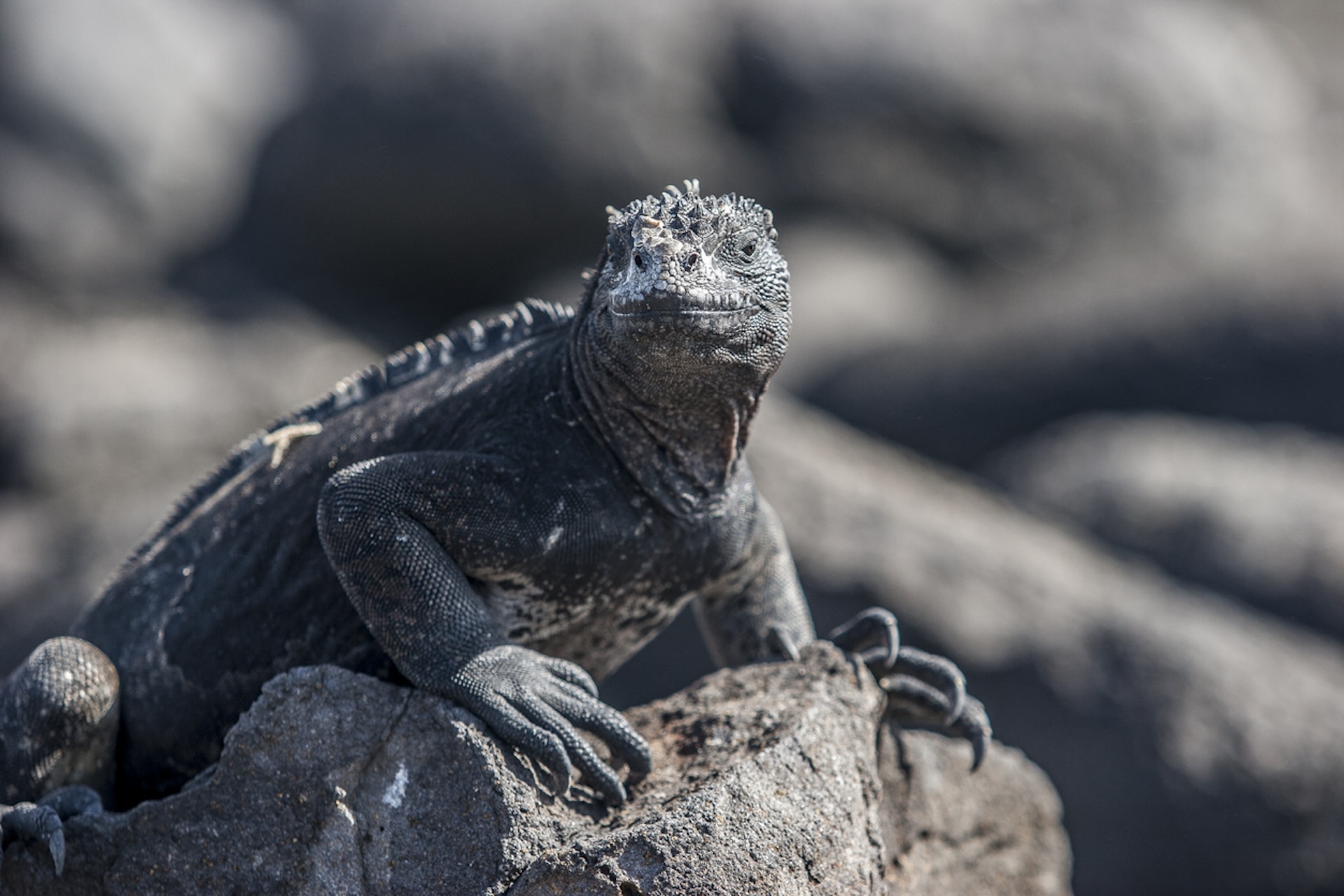 The archipelago's delicate ecosystem could see irreversible damage without immediate, considerable protection efforts.