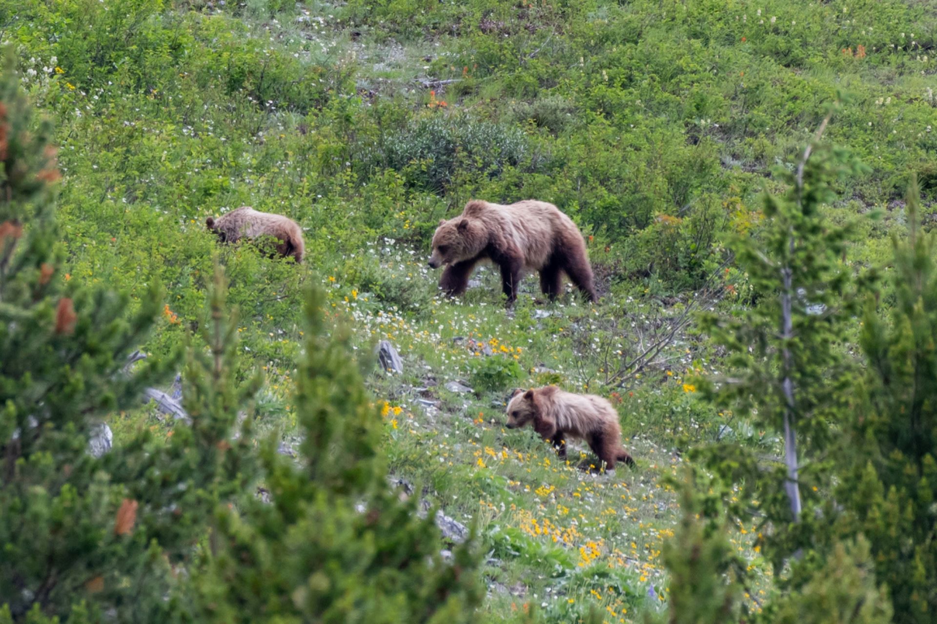 There have been multiple instances of tourists getting too close to wildlife, which can be dangerous for both the animals and the visitors.