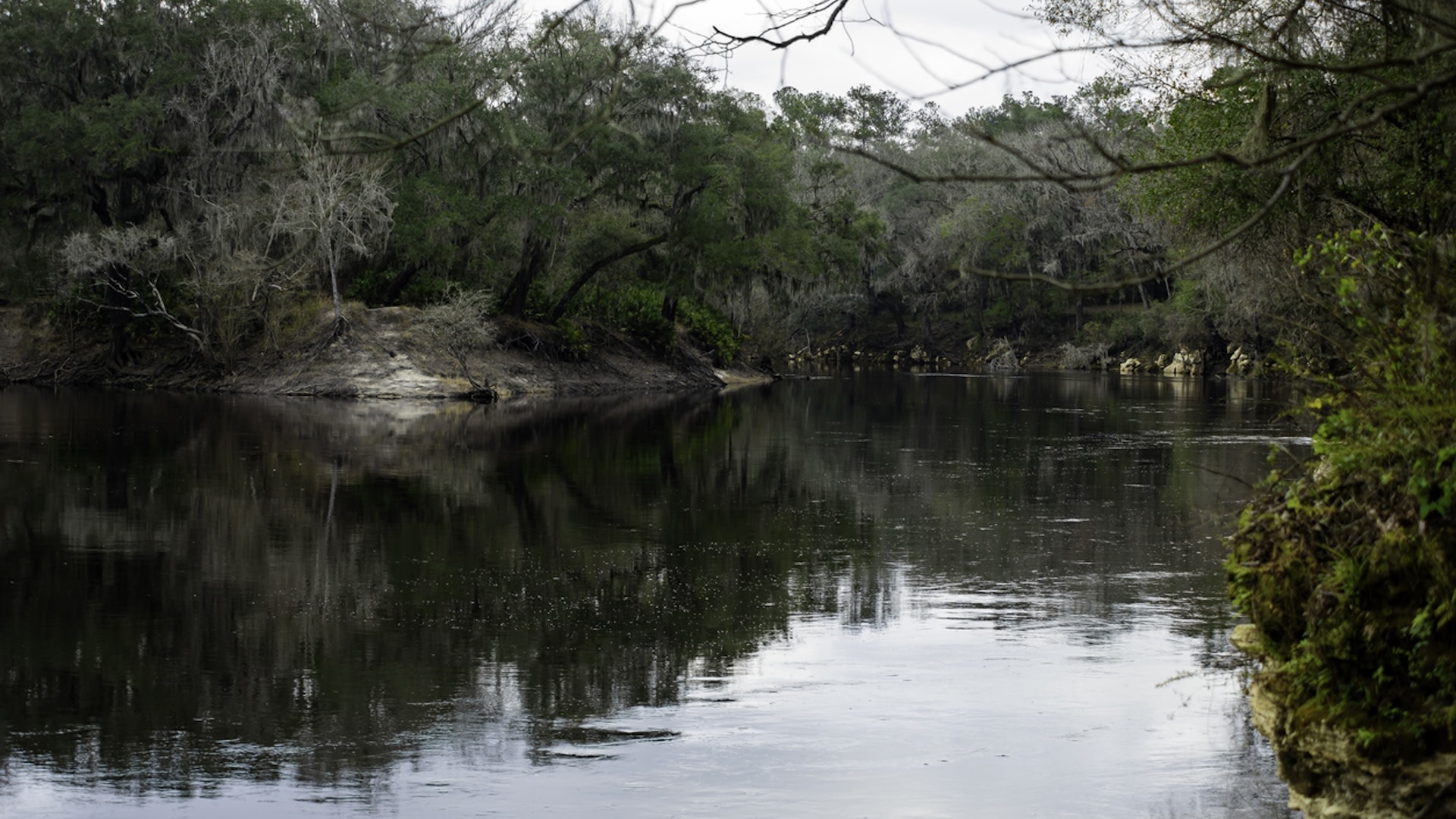 The Gulf sturgeon serves as an important food source for other animals like alligators, sharks, and other fish.