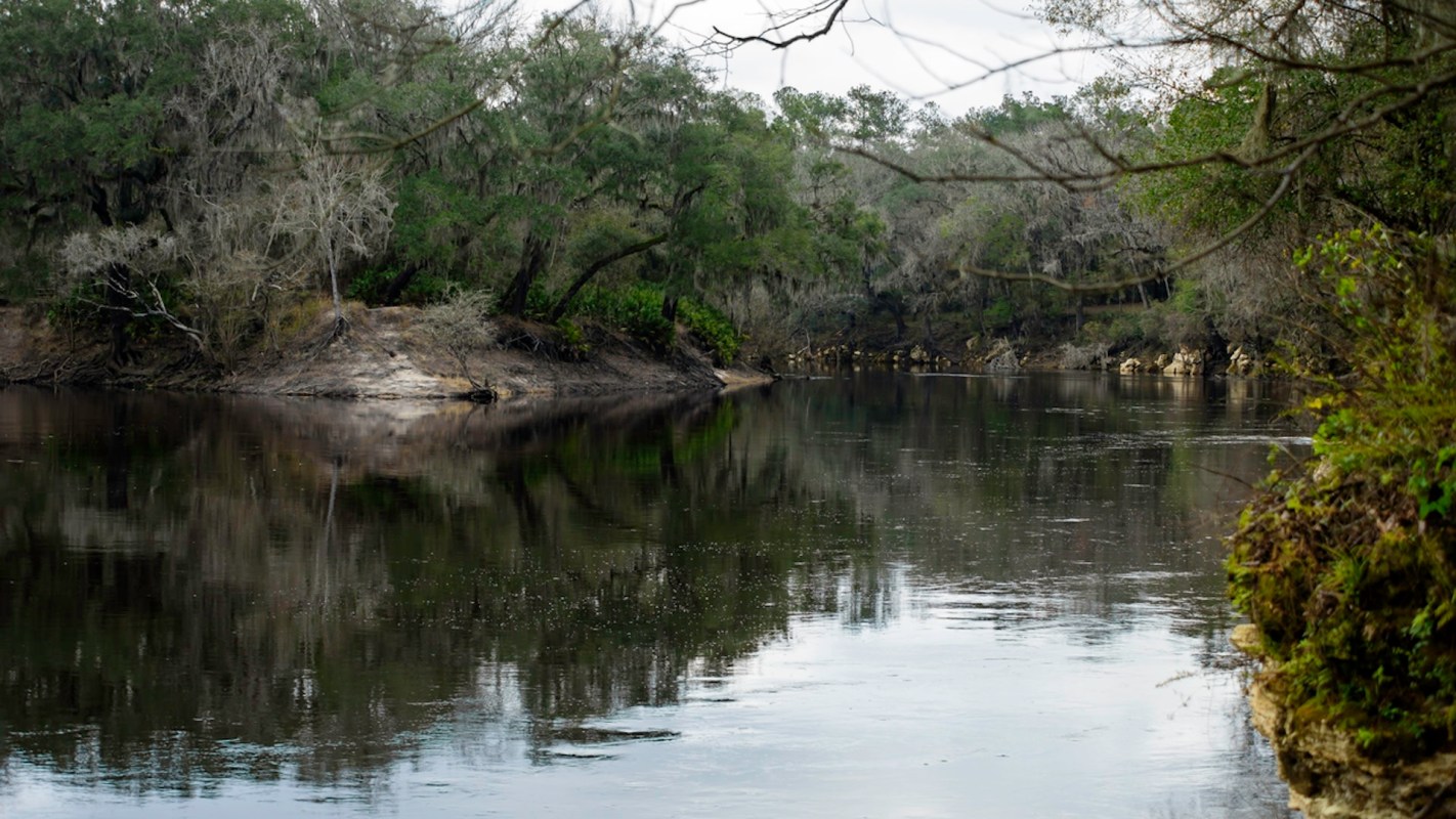 The Gulf sturgeon serves as an important food source for other animals like alligators, sharks, and other fish.