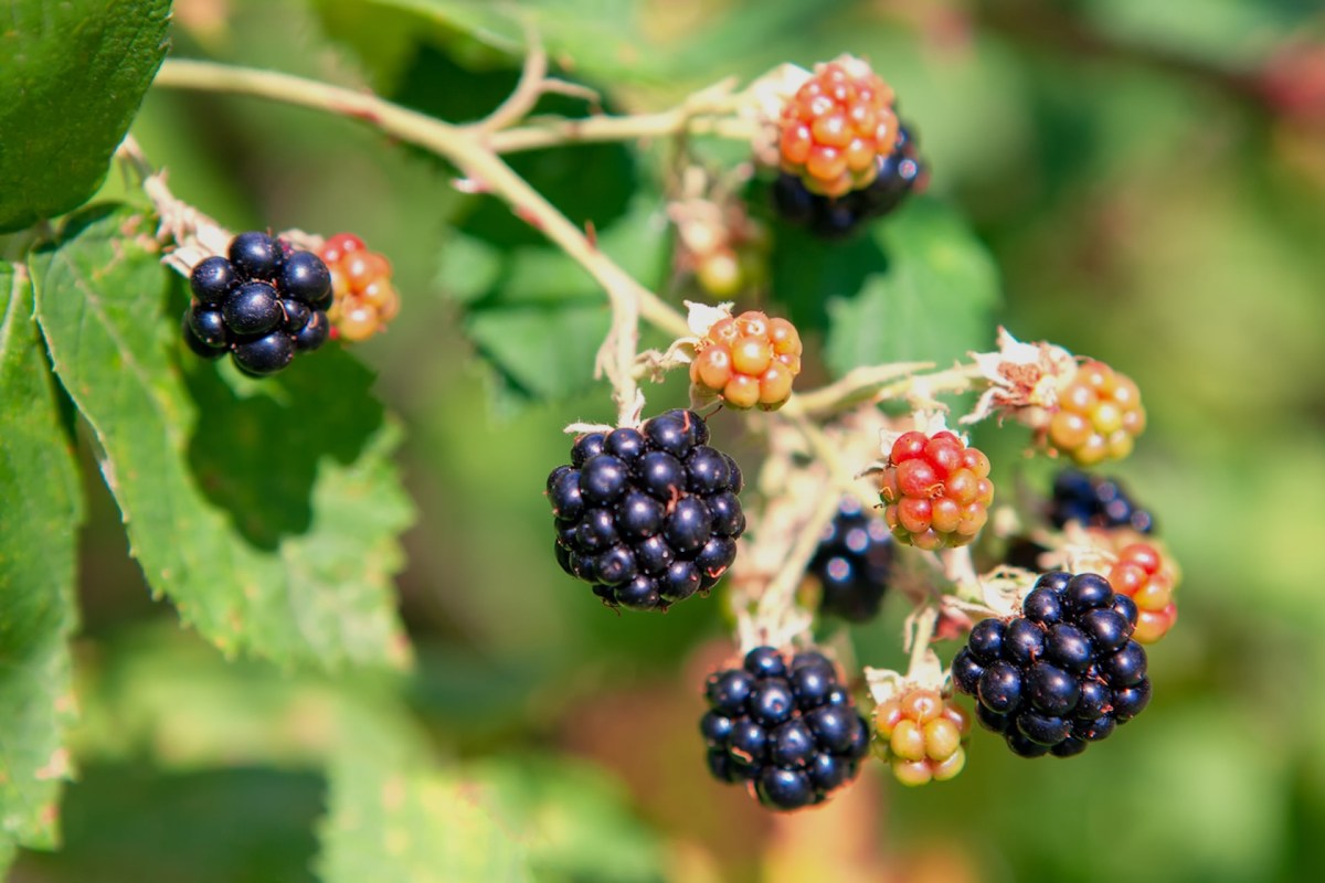 While foragers in Washington state are normally prohibited from taking more than 20% to 30% of whatever they find, those rules do not apply to Himalayan blackberries.