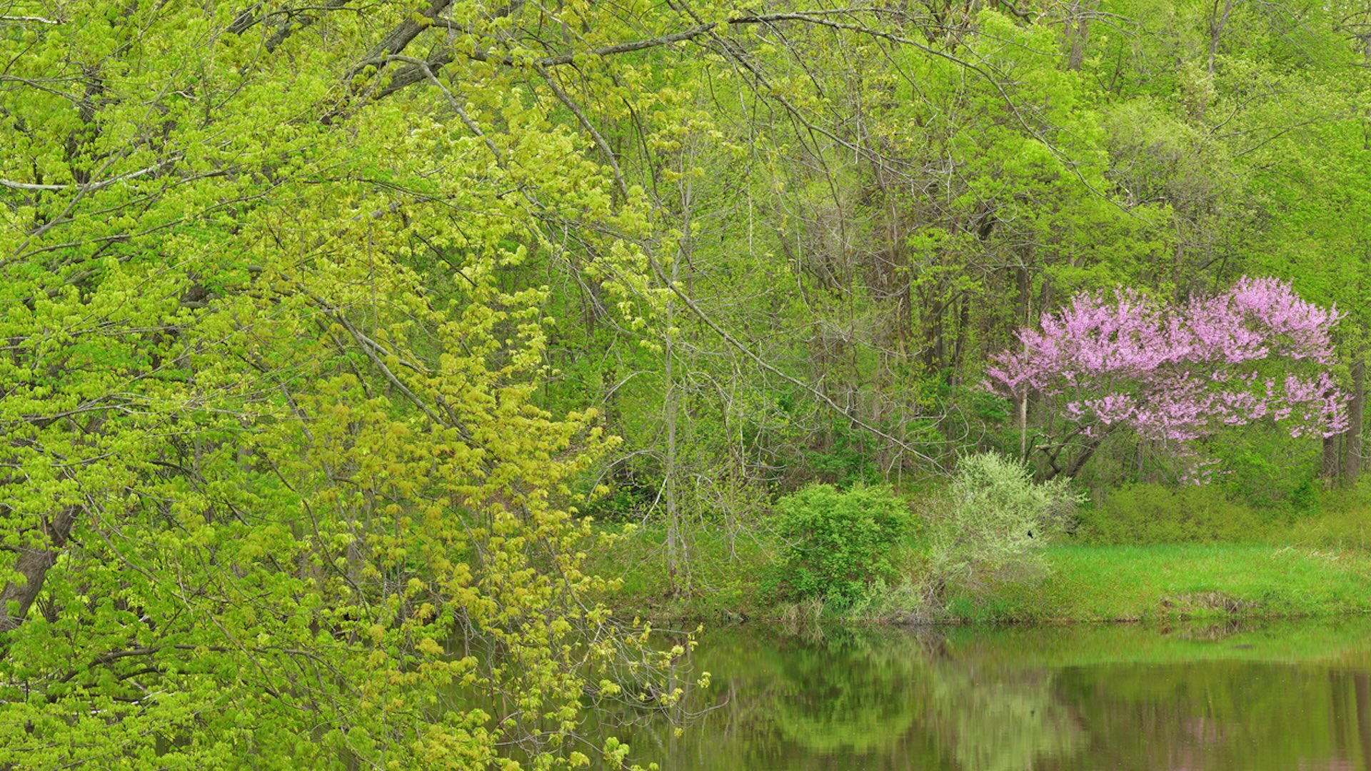 Years of the PCB-filled toxic waste built up in the sediment above some of the dams was at risk of flowing downstream, where it would further contaminate homes, businesses, and wildlife.