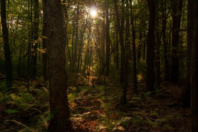 "It is such a critical protection area ... for protecting Massachusetts land and wildlife."