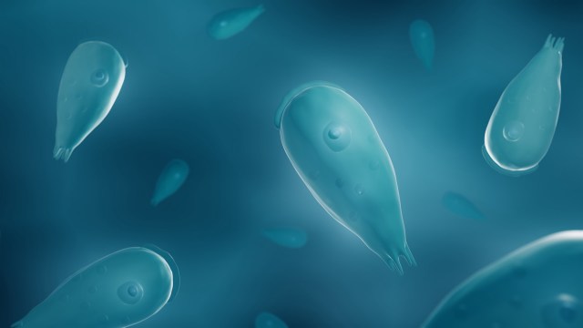 Though they can survive freezing conditions, the amoeba develops into its infectious form in warmer environments.