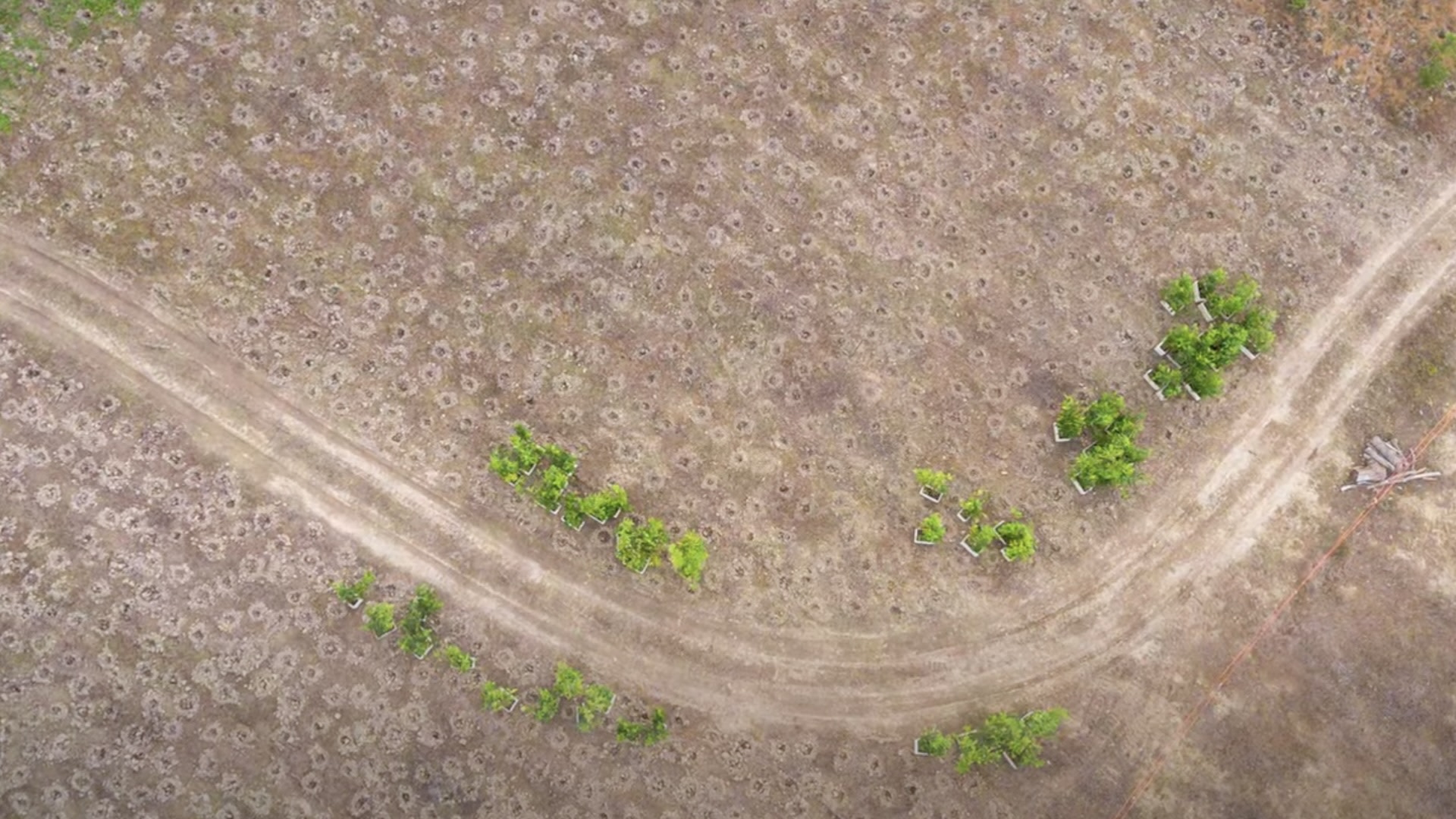 In addition to helping animals and allowing for valuable carbon absorption, the replanting project has also resulted in local water quality improvements around the Great Barrier Reef, an essential coral ecosystem.