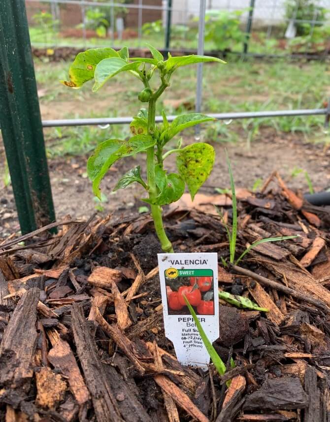 "Your peppers look a lot like my peppers."