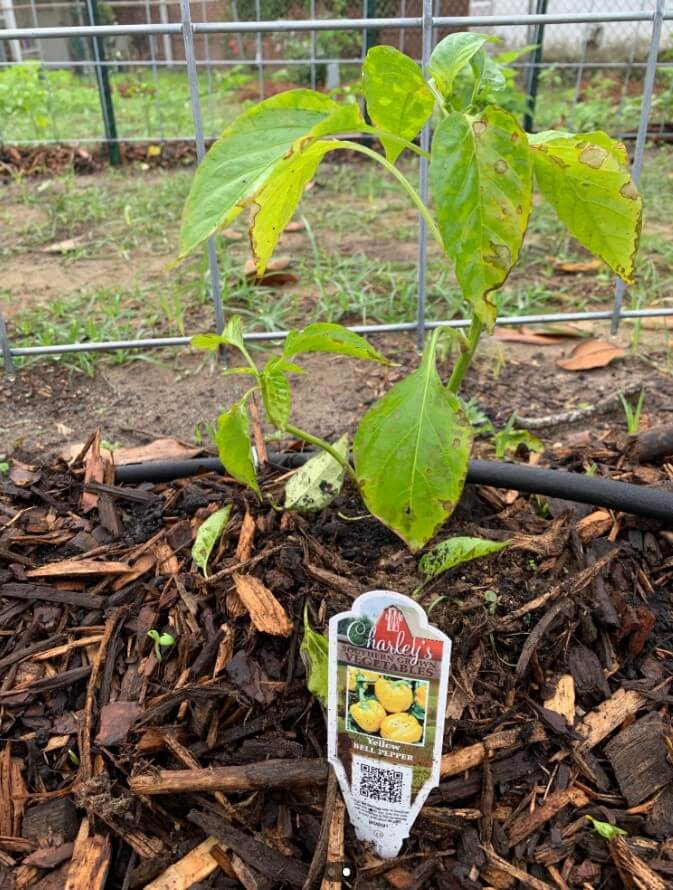 "Your peppers look a lot like my peppers."