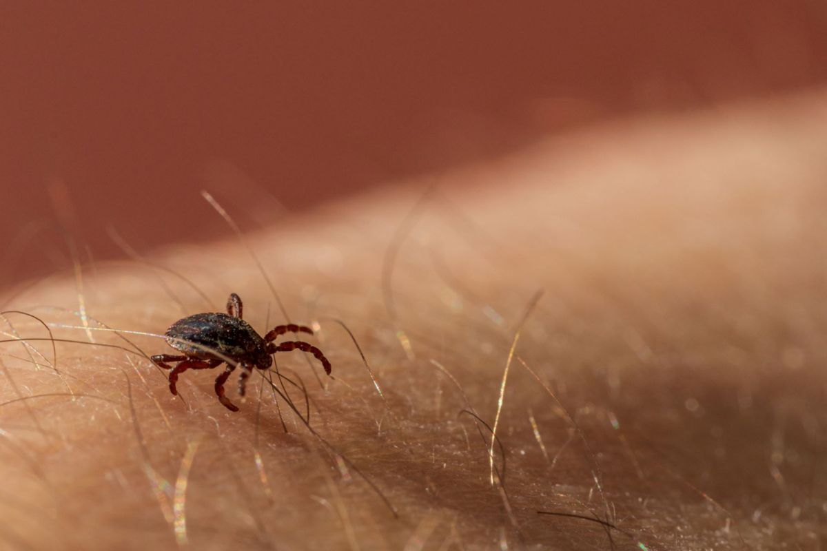 With ongoing changes in the climate, these viruses have been detected in areas that were previously free of the ticks that cause them.